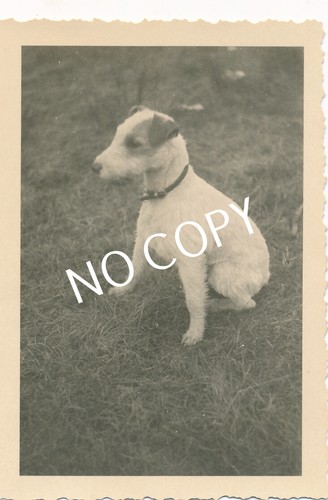 Foto wehrmacht mascotte - foto, wk